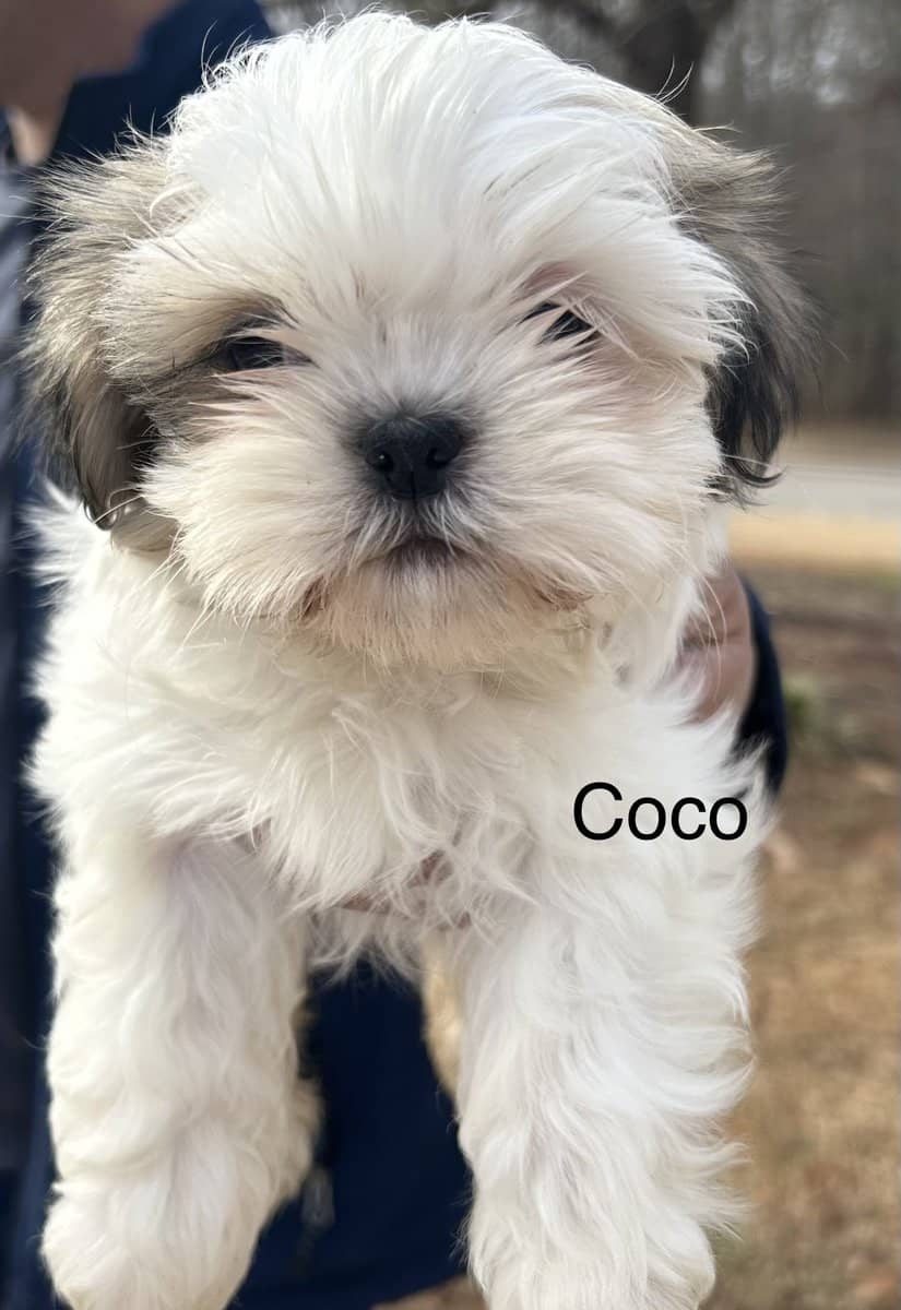 Shih Tzu Puppies fo Sale and Ready fo Adoption!! image 6