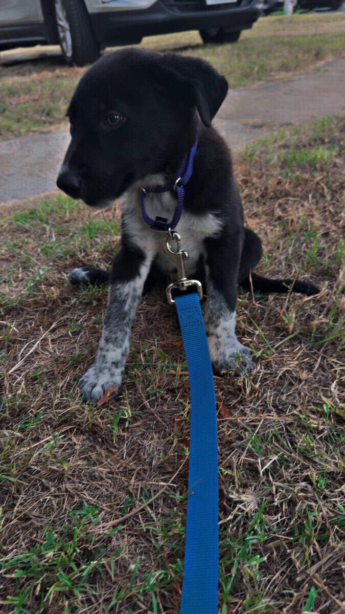 Bearded Collie/Australian Cattle Dog 5 Months image 1