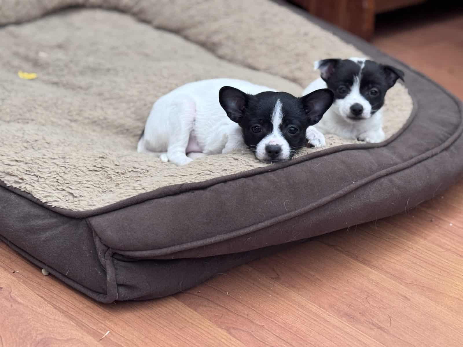 Pom-chi puppies image 4