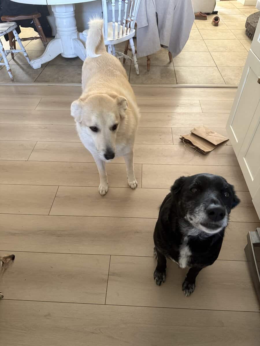 Rehoming 2 dogs image 1