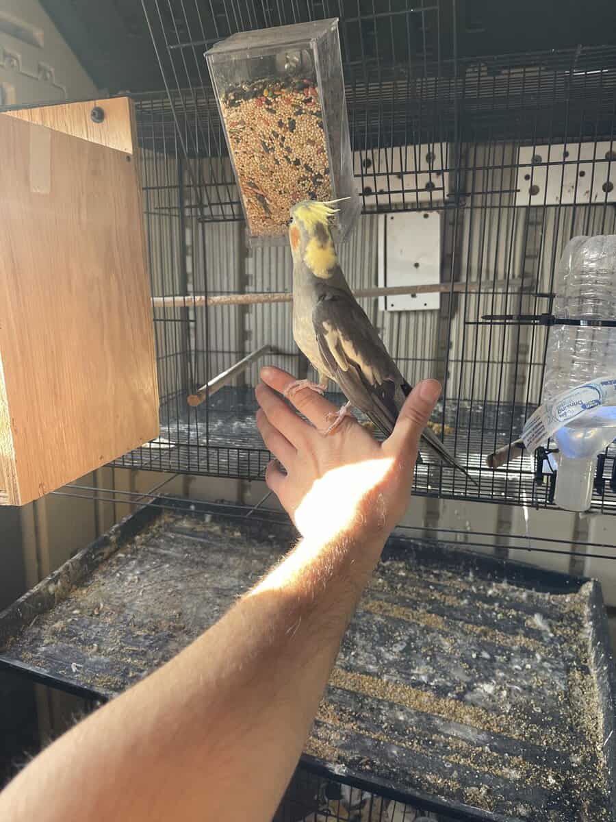 Fully tame female cockatiel image 6