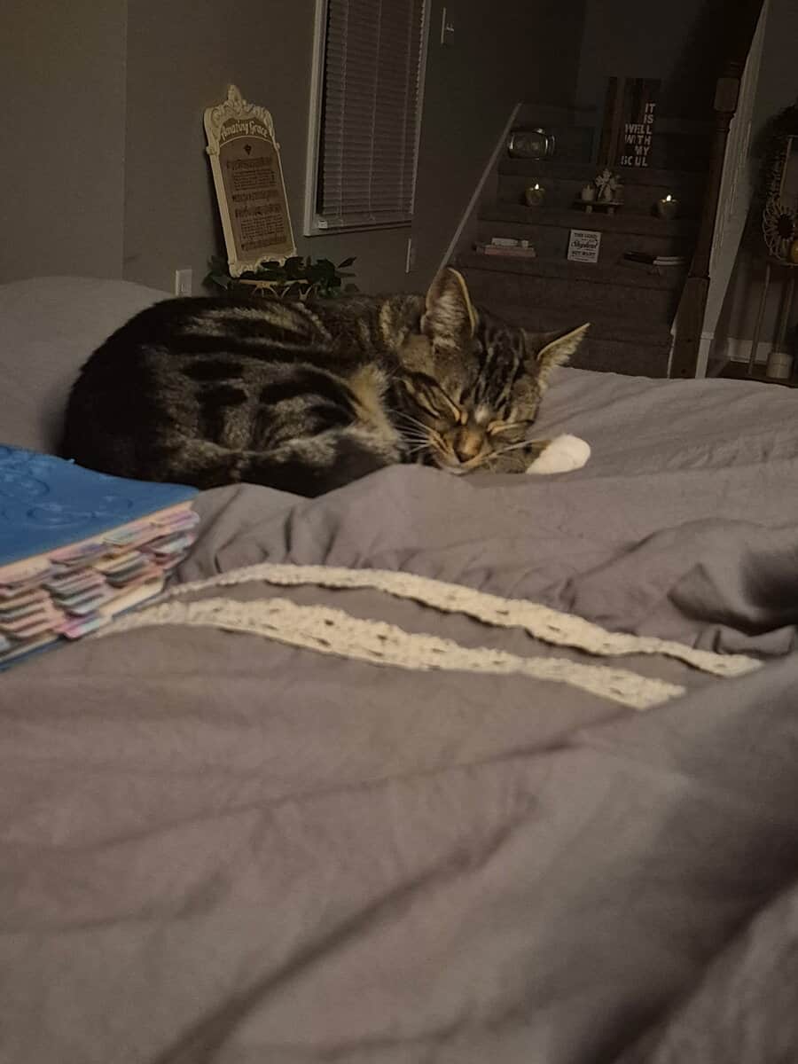 Looking for a forever home for the best cat! image 5