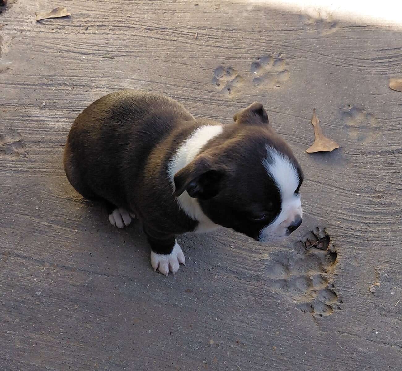 Boston terriers image 8
