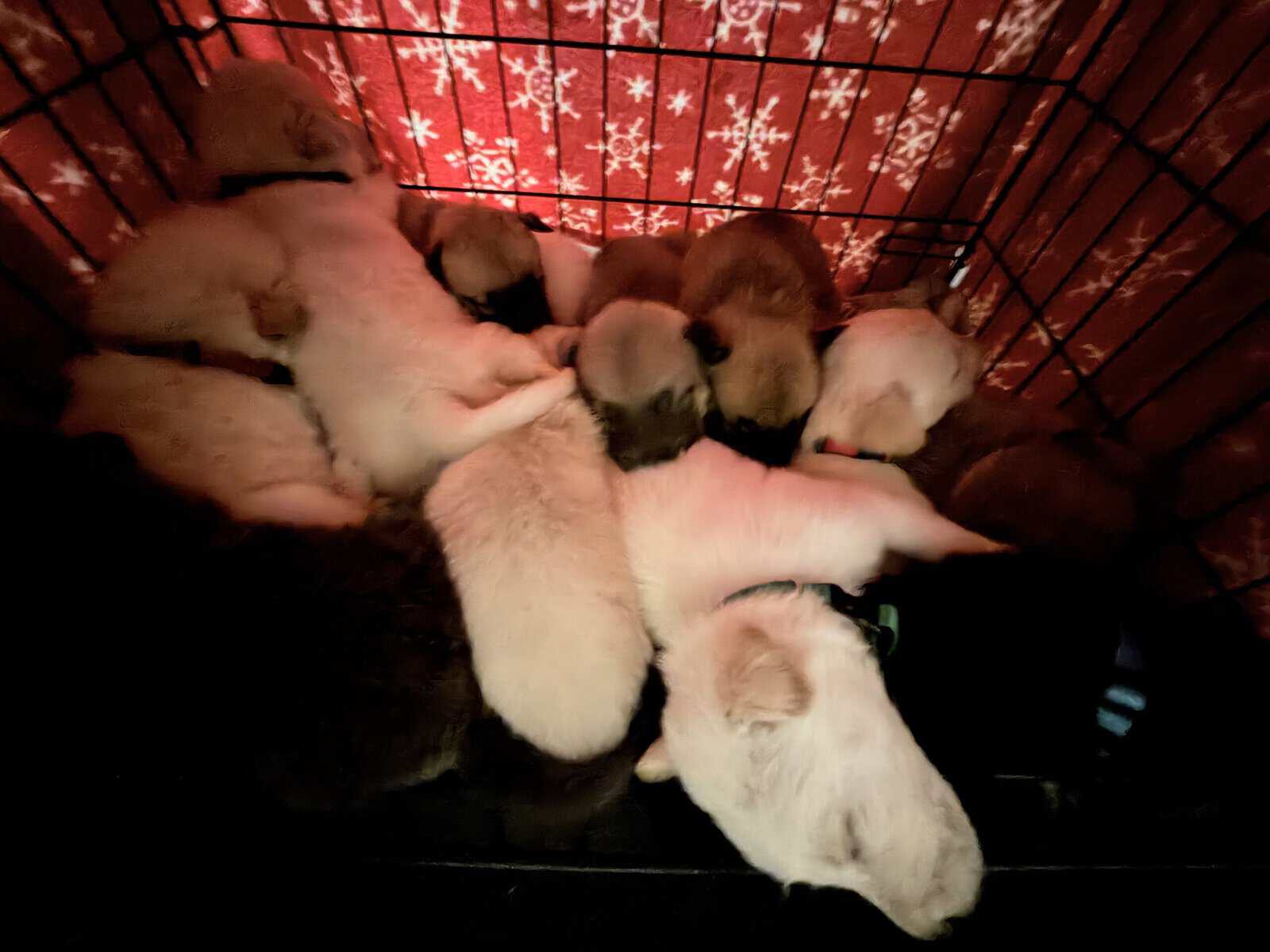 German Shepherd mix image 8