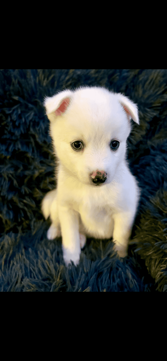 Pomsky puppies for sale image 1