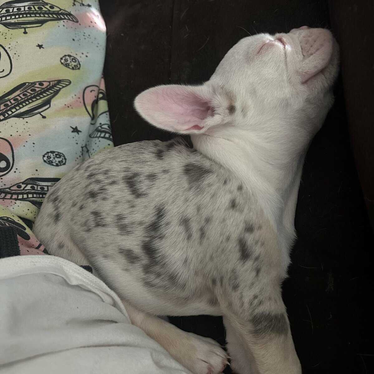 Frenchie pups image 5