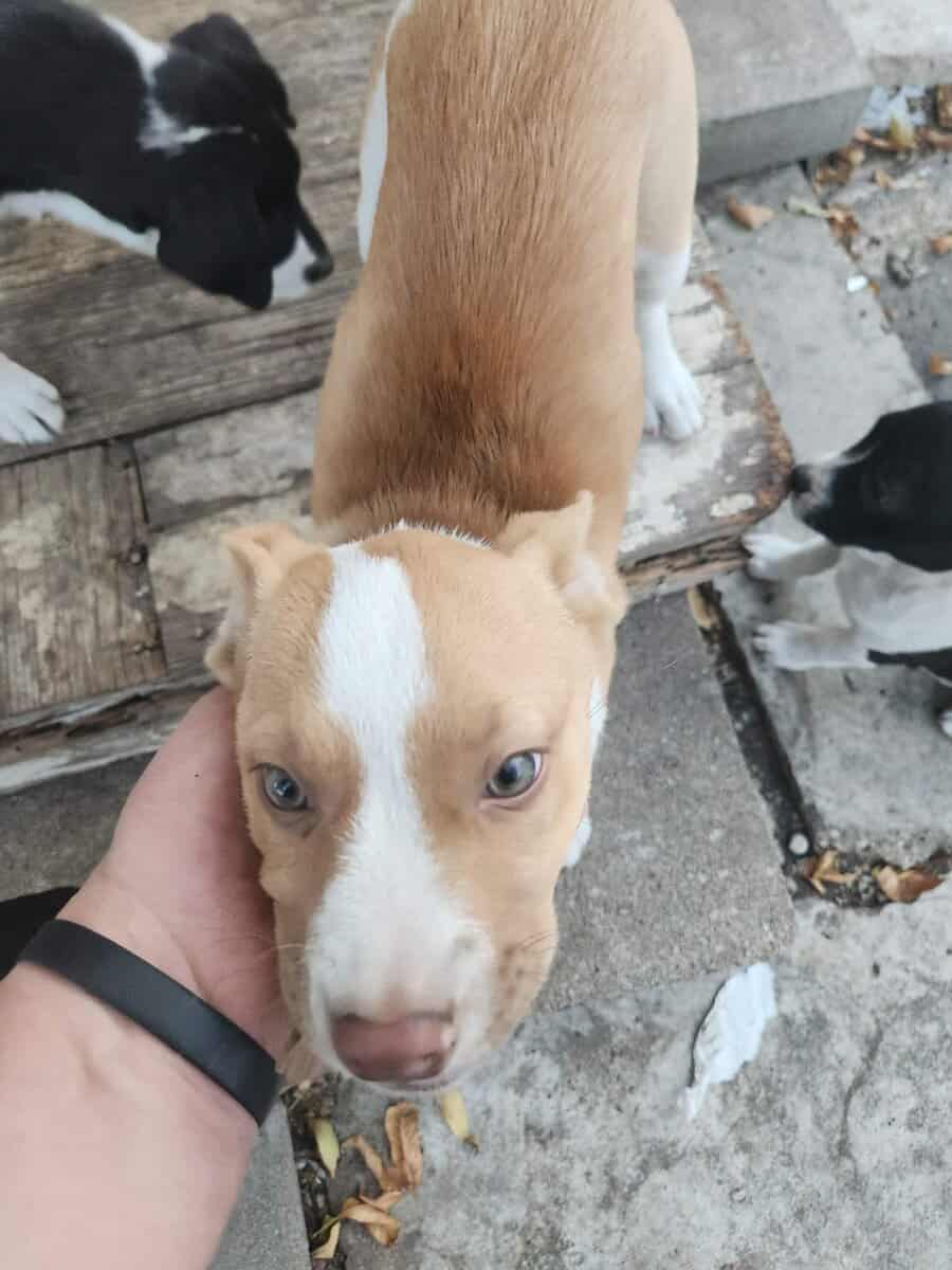 Boxer Mix Puppies image 5