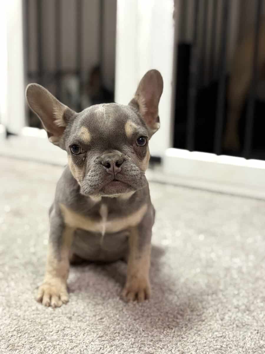 Tyson French Bulldog image 1