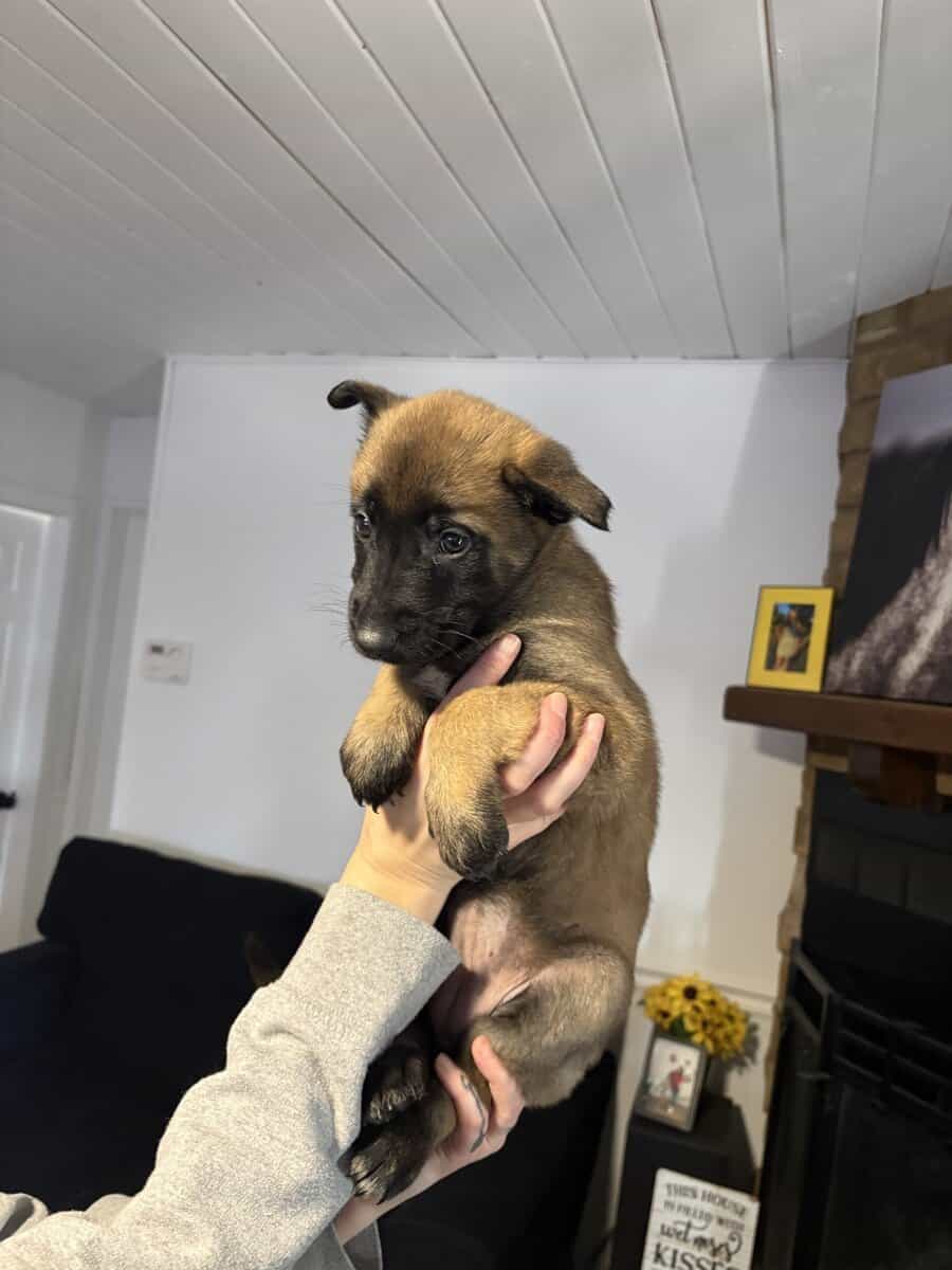 Belgian Malinois puppies image 2