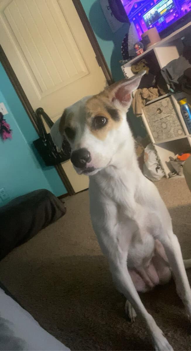 Adult Female Husky Mix image 1