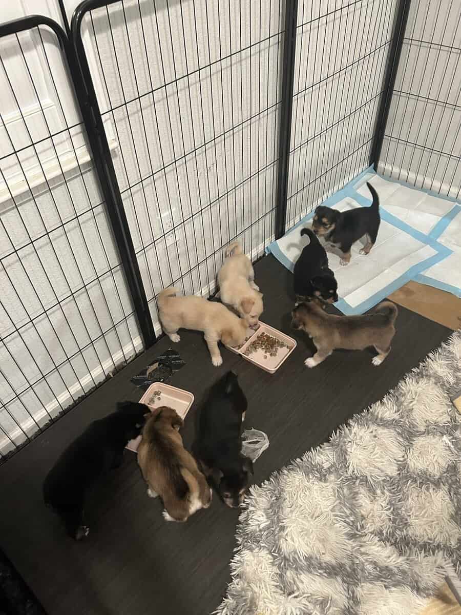 Mixed husky/terrier puppies image 1