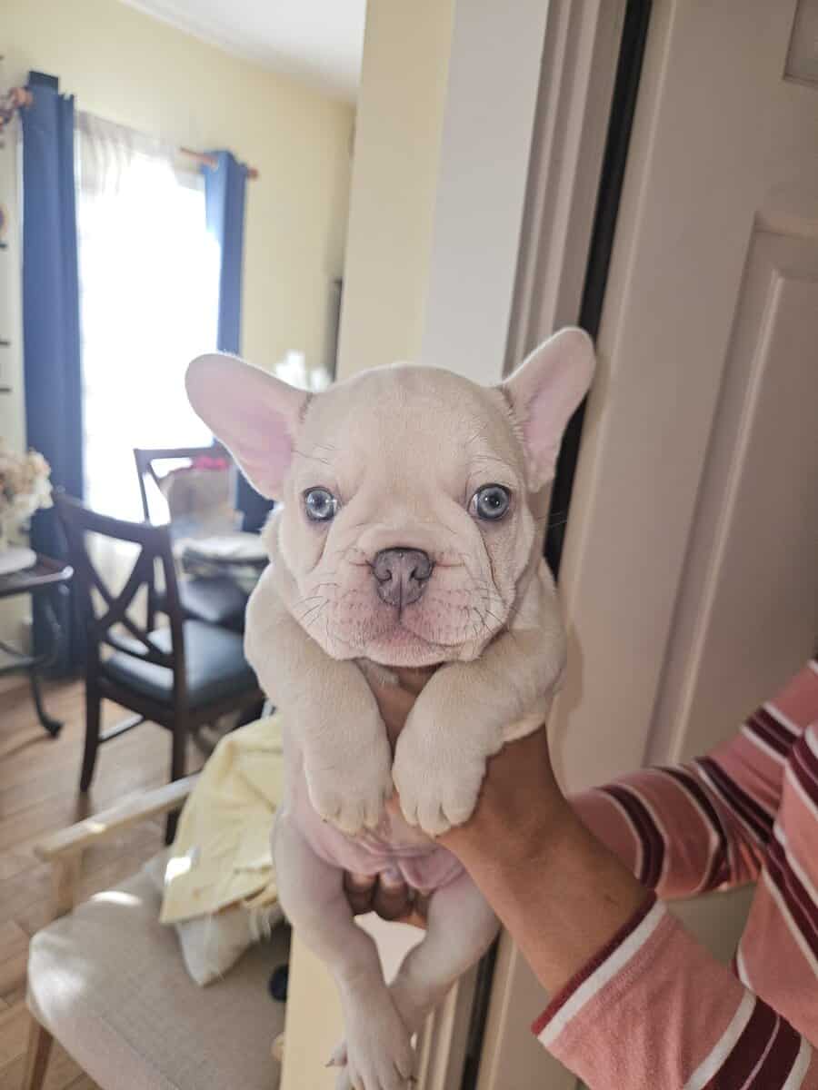 French bulldogs puppies image 11