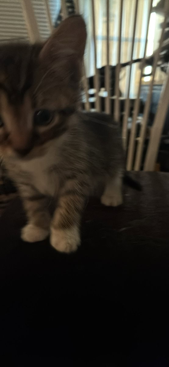 **Free kittens!!**(donations appreciated) image 3