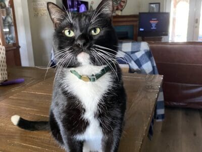 Freddie needs a home.