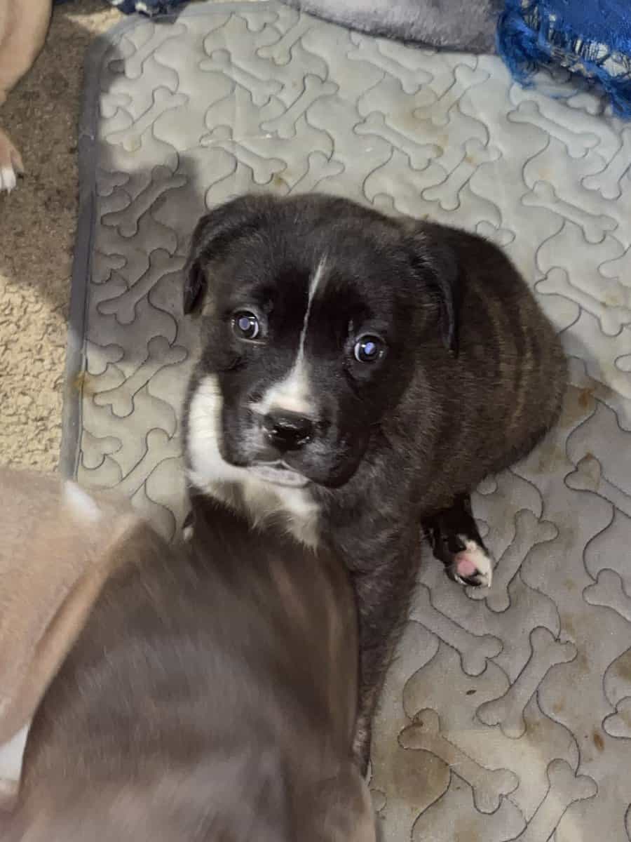 Akita/Pit mix puppies for sale image 4