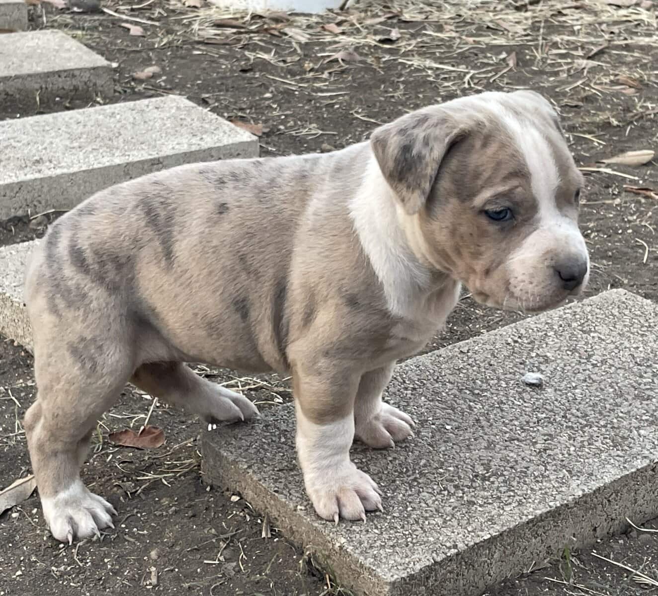 Bully pups image 2