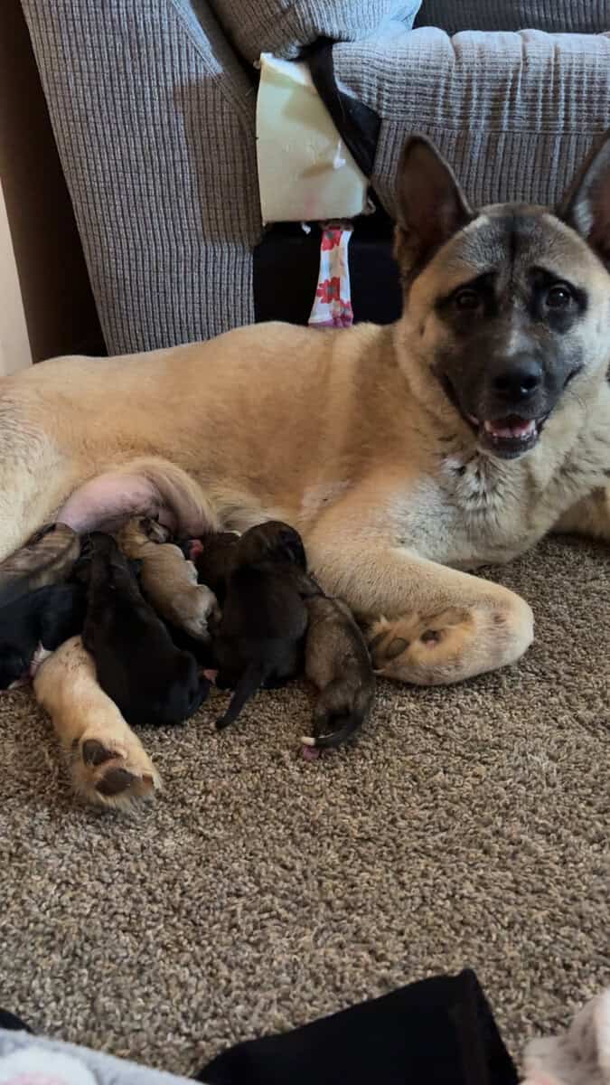 AKC American Akitas 300 image 8