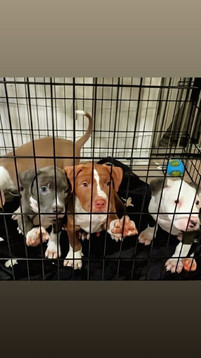 Beautiful American Staffordshire Terrier Puppies. image 8