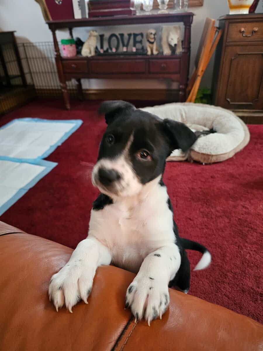 Puppies- Australian Shepard pointer mix image 1