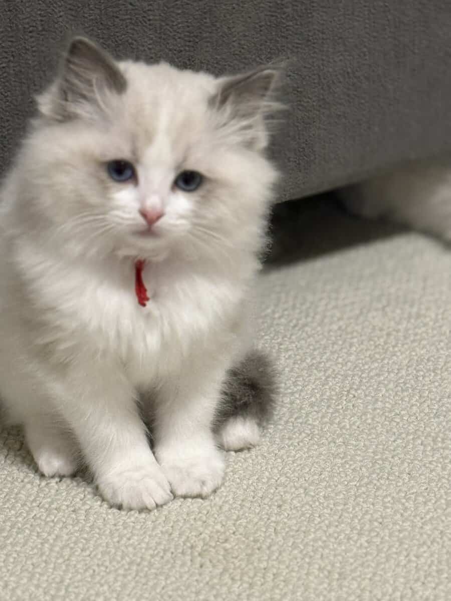 Available Blue Point Bicolor Ragdoll Kittens image 11