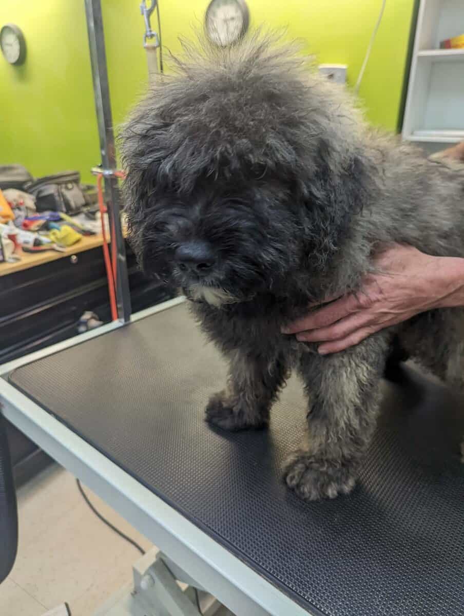 Bouvier Des Flandres image 1