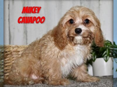 Mikey Male Cavapoo