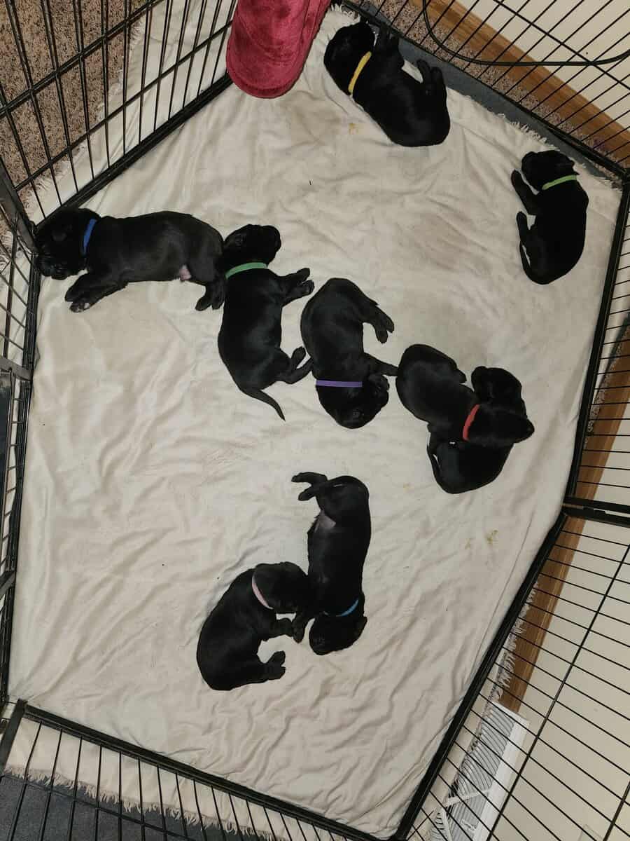 Registered Black Labrador Retriever puppies image 10