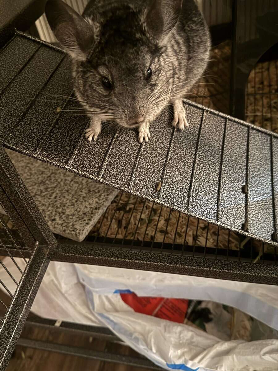5 Month old Chinchilla for sale image 2