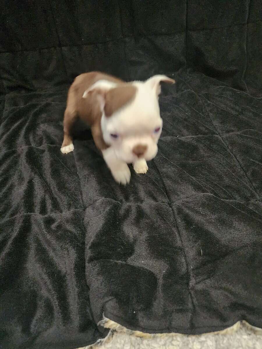 Boston Terrier female puppy image 4