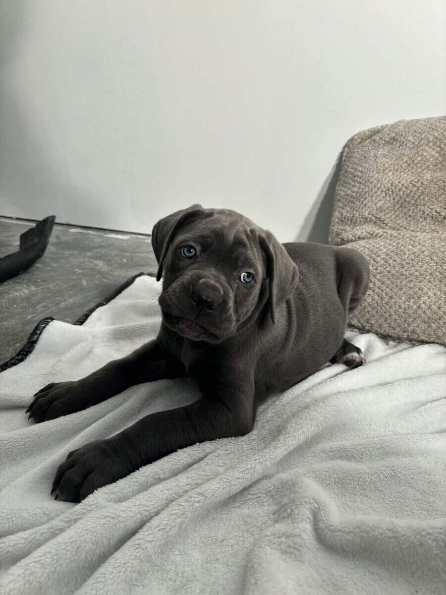 Cane corso puppies image 1