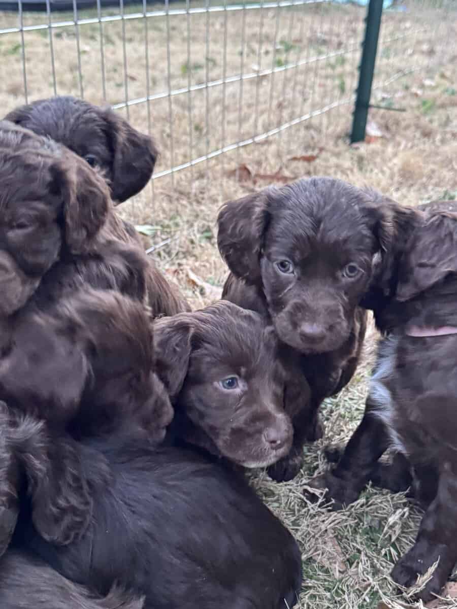 American water spaniel puppies image 1