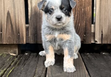 Australian cattle dog puppy for sale