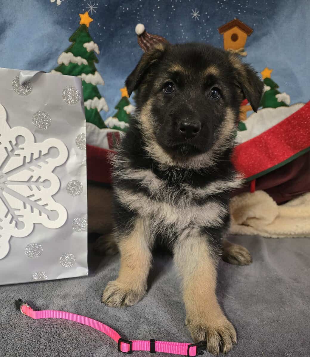 AKC Long-haired German Shepherd Puppies image 3