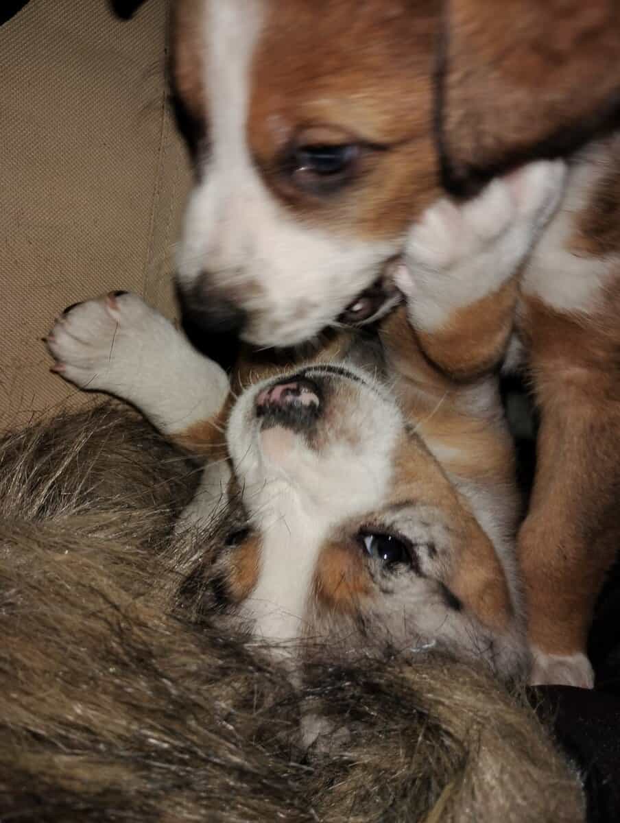 Heeler, collie , and mastiff image 4