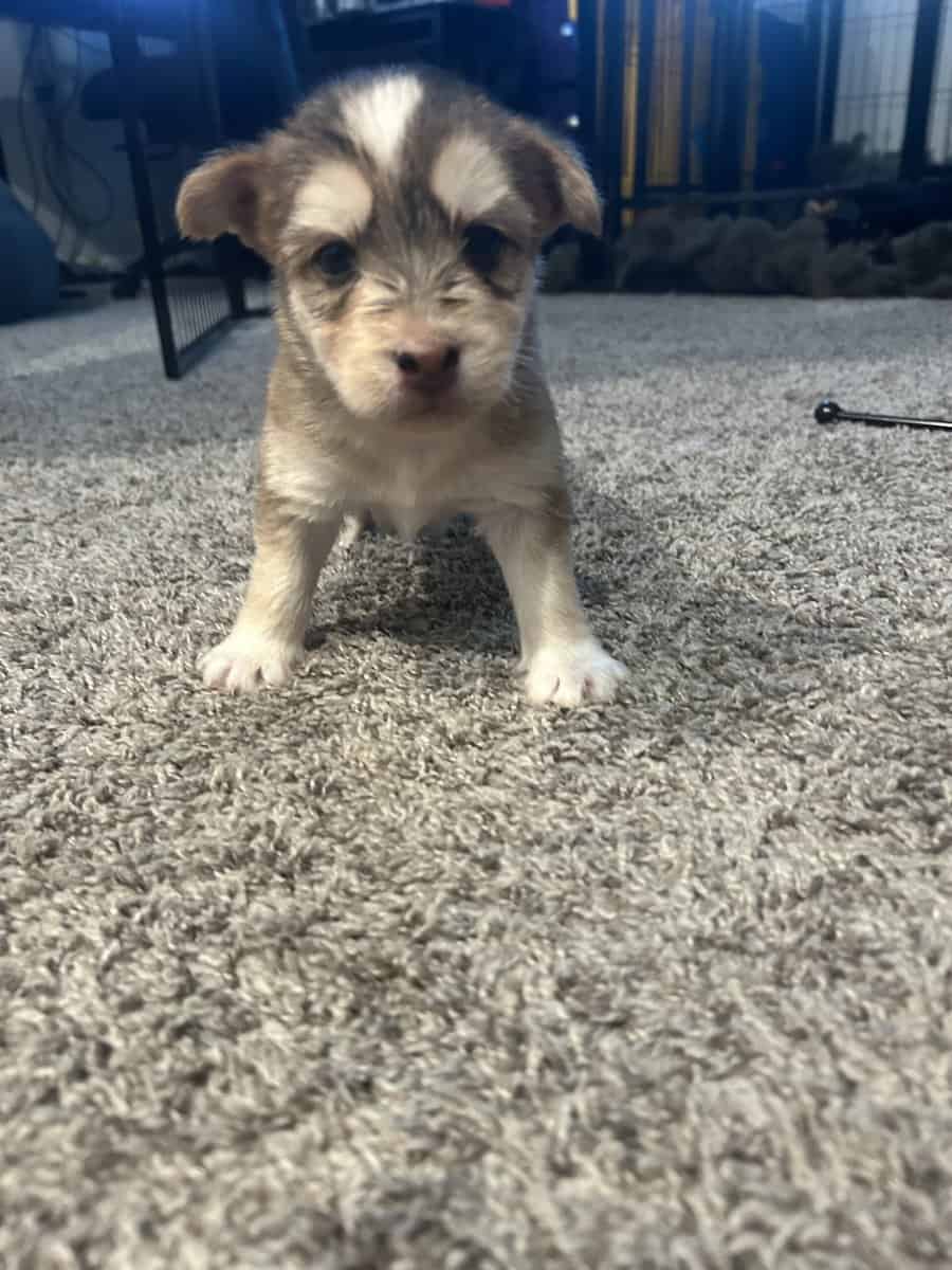 Mixed husky/terrier puppies image 5