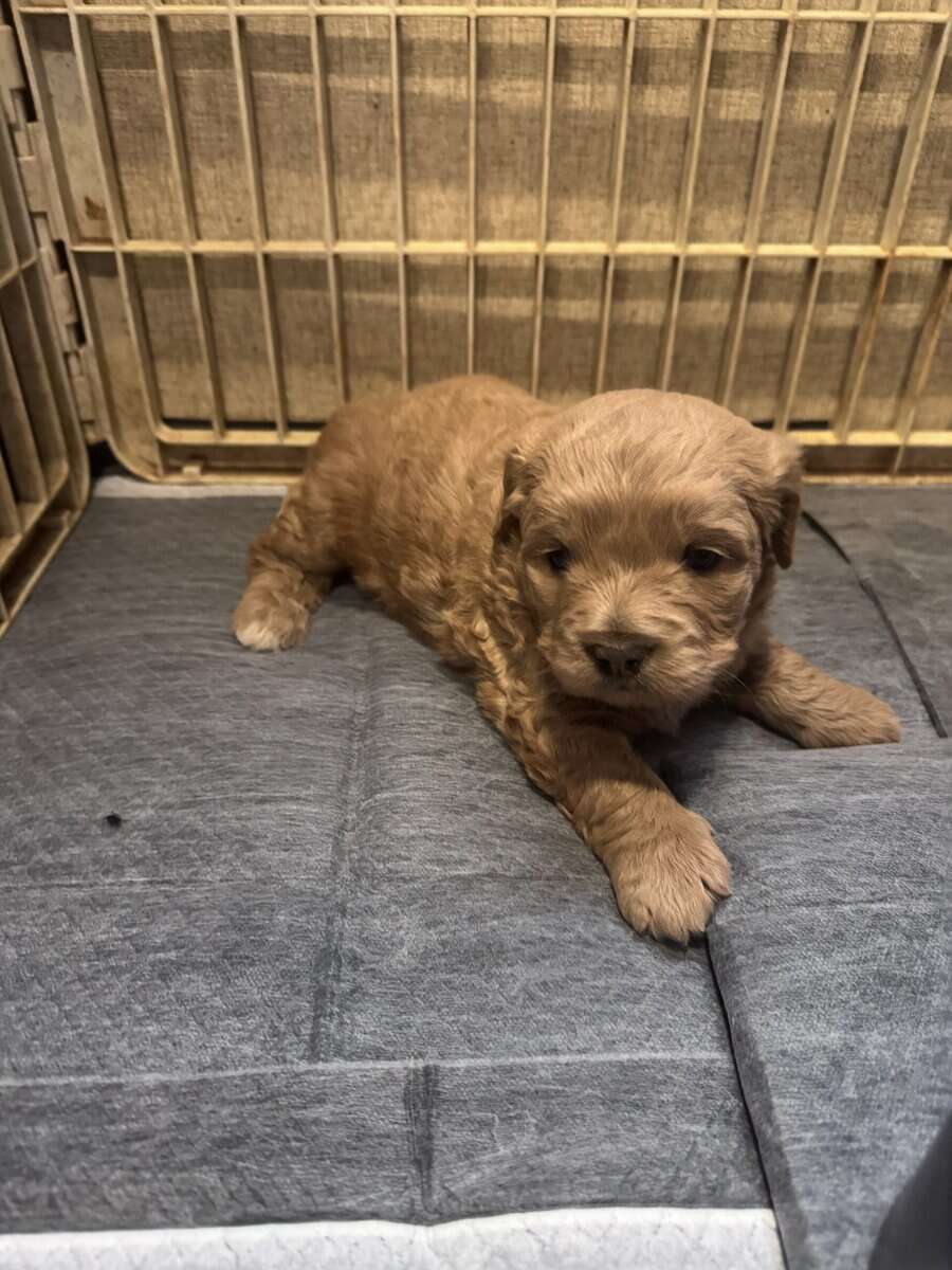 French bulldog/shihtzu/chihuahua mix puppies image 5