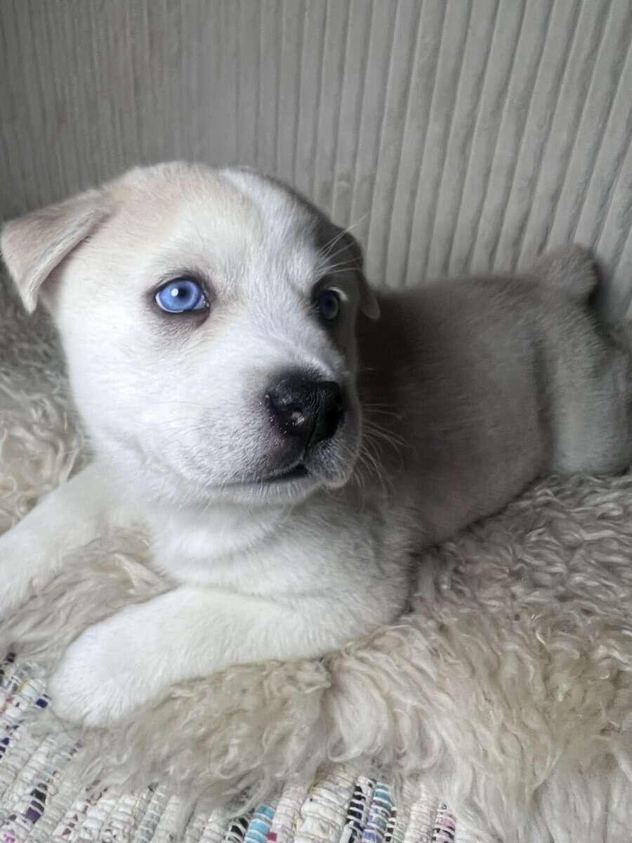 Husky-Pom Mix image 1