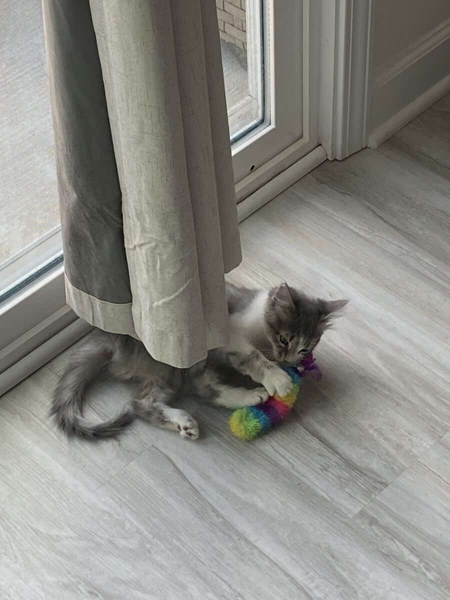 I have 3 cats that need a new home ASAP image 4