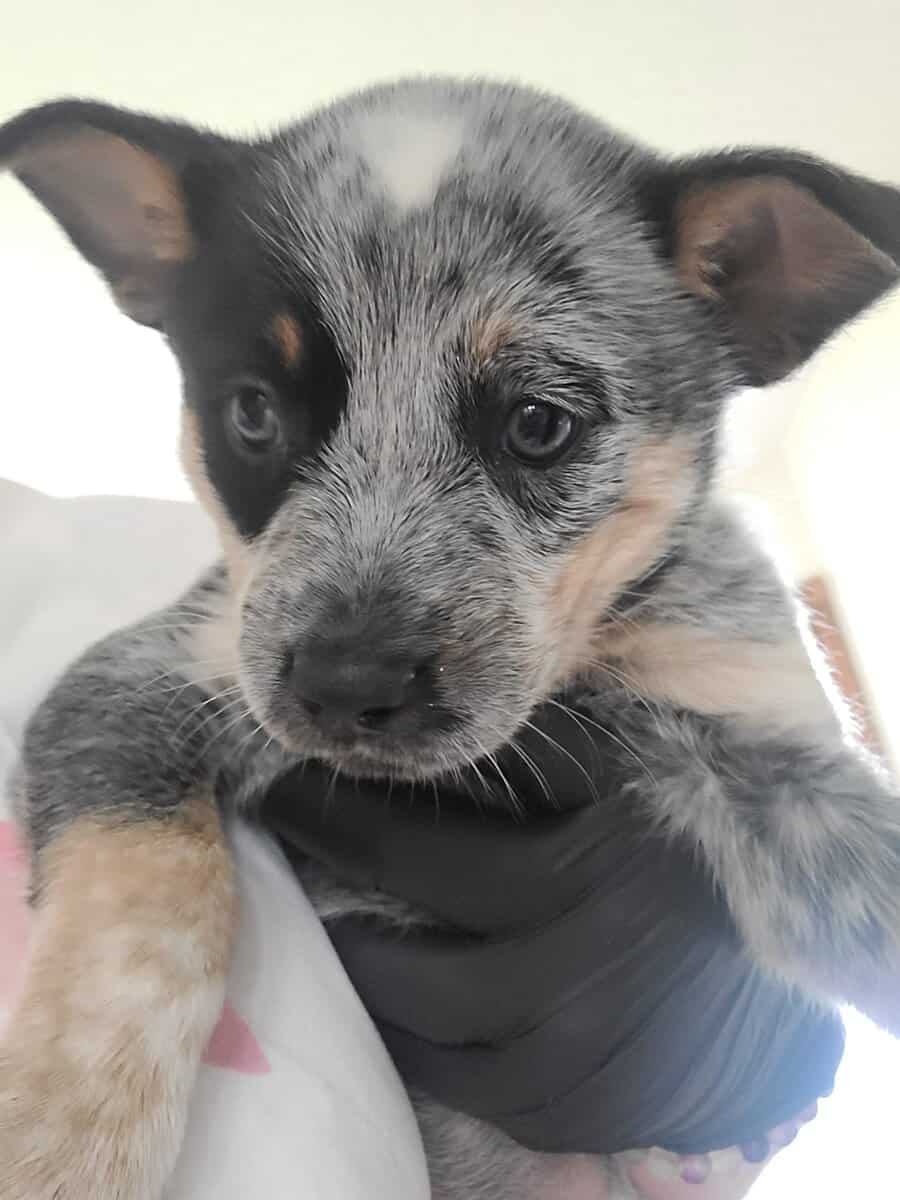 3 Blue Heeler Puppies image 2