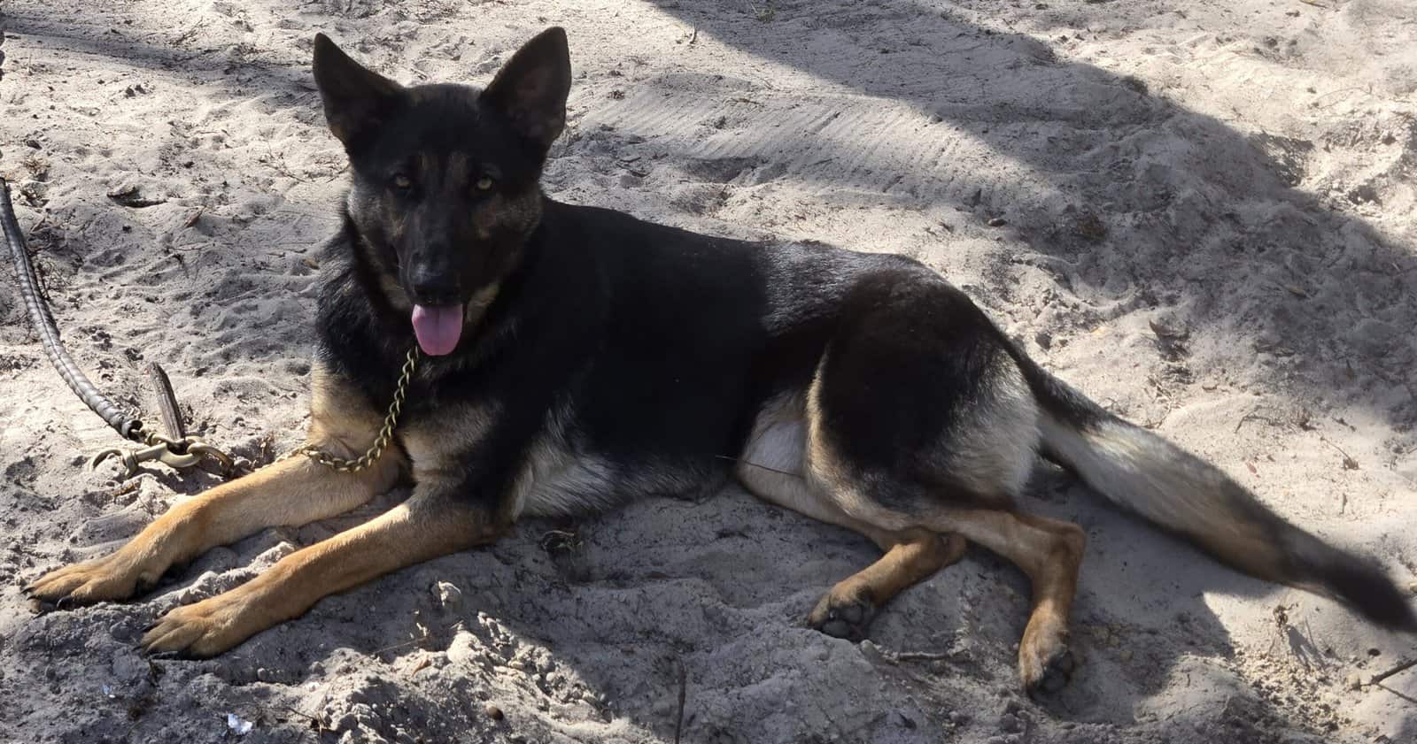 German Shepherd female image 5