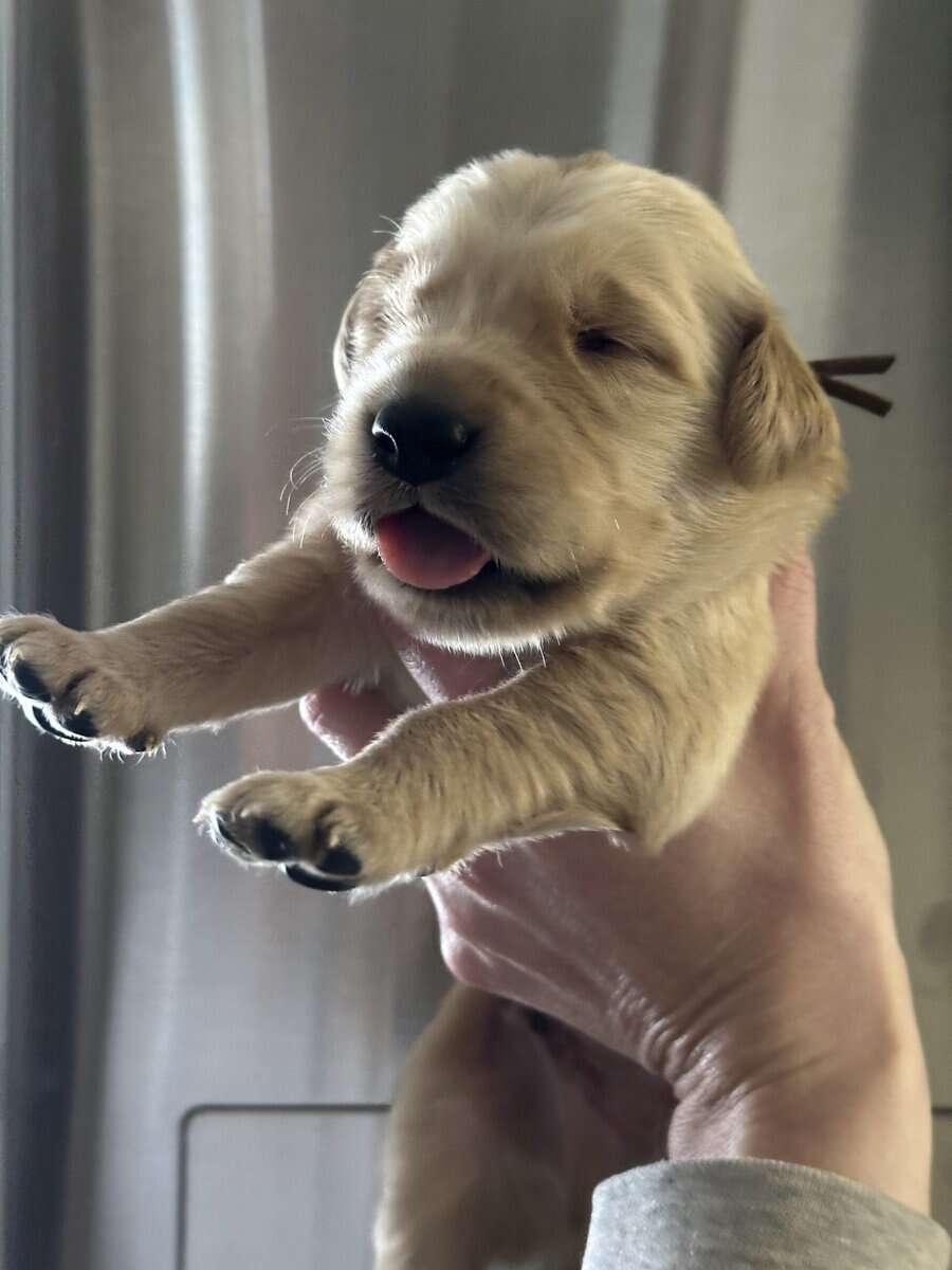 Purebred golden retrievers image 5