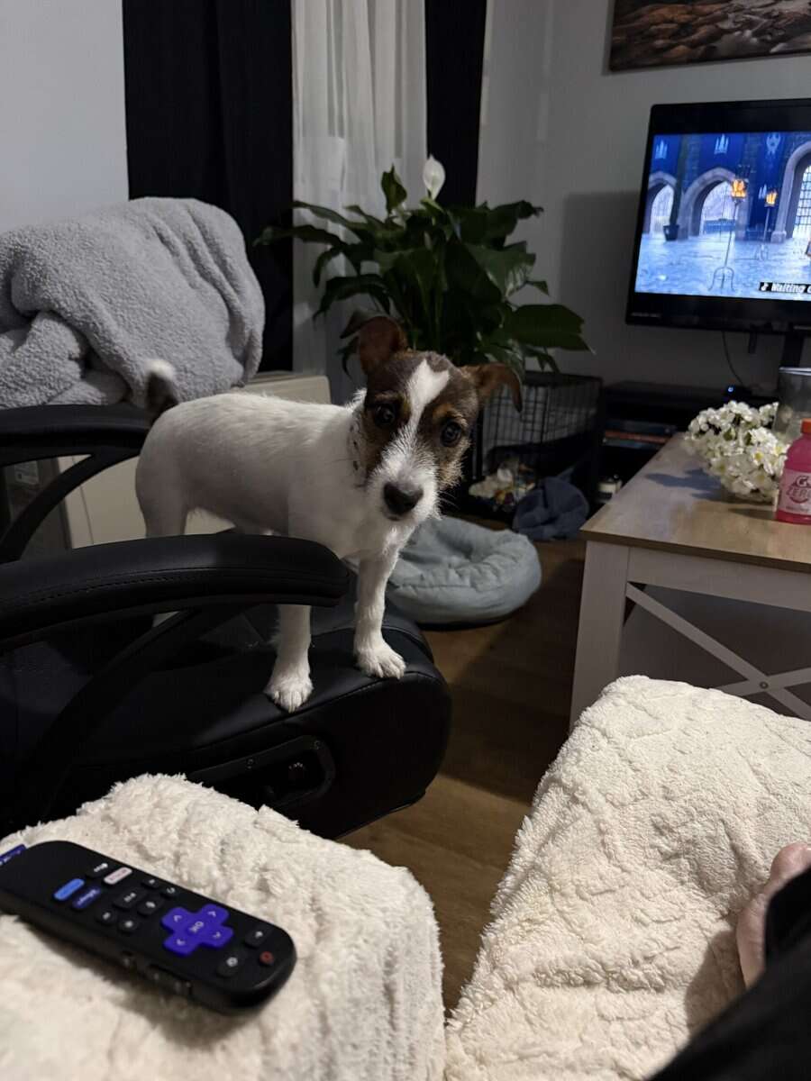 Need to rehome my 9 month old puppy image 4
