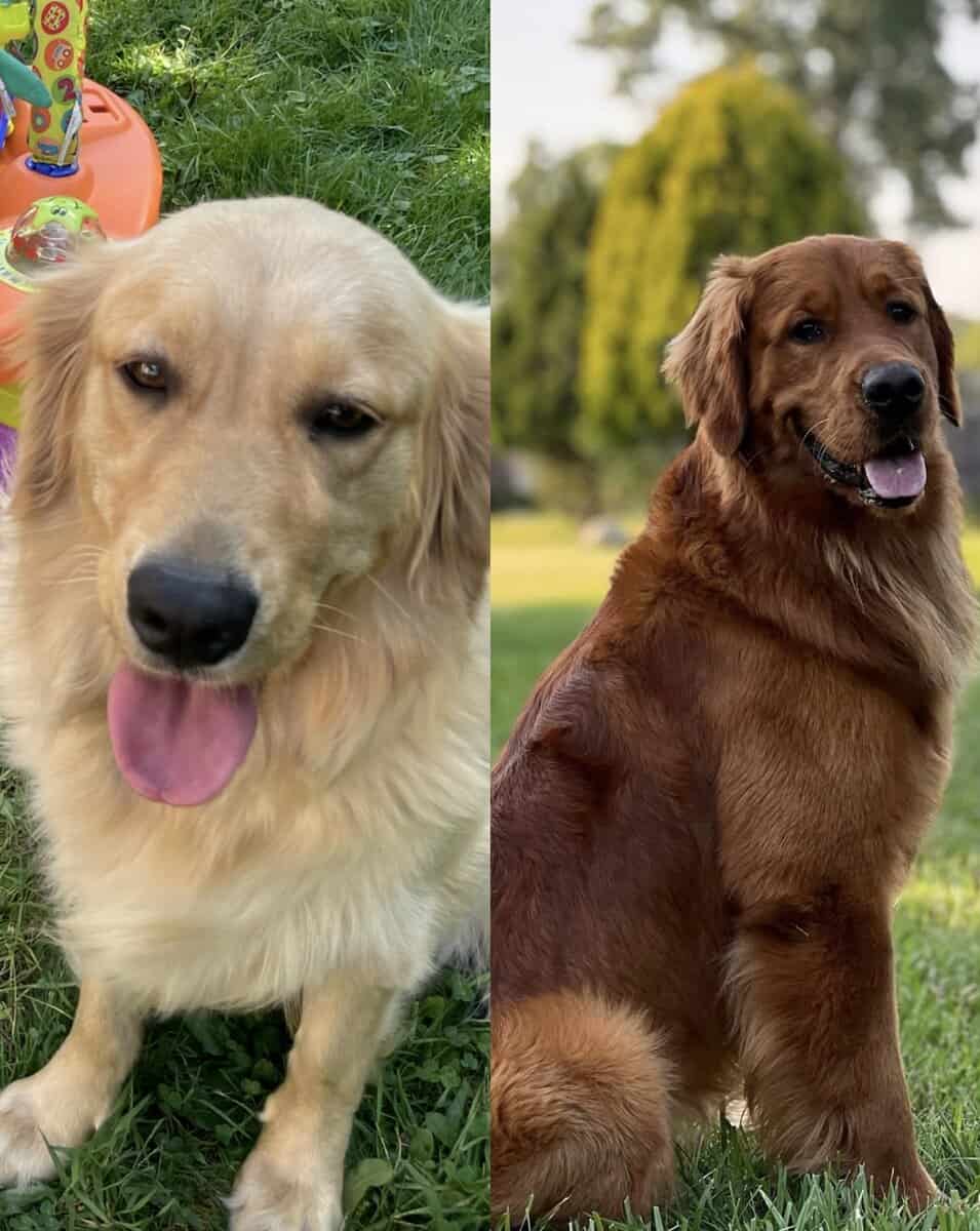 Golden retriever Puppies (RED/TRUE GOLD MIX) image 7
