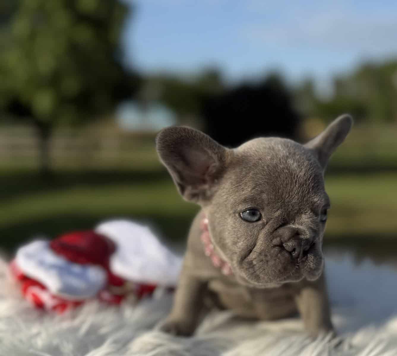 Lilac Brindle Female French Bulldog image 4