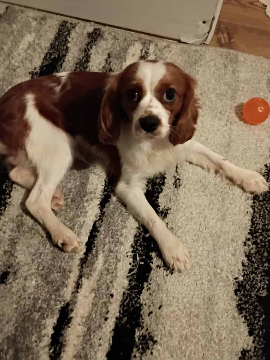 Pure Bred King Charles Cavalier Male image 3