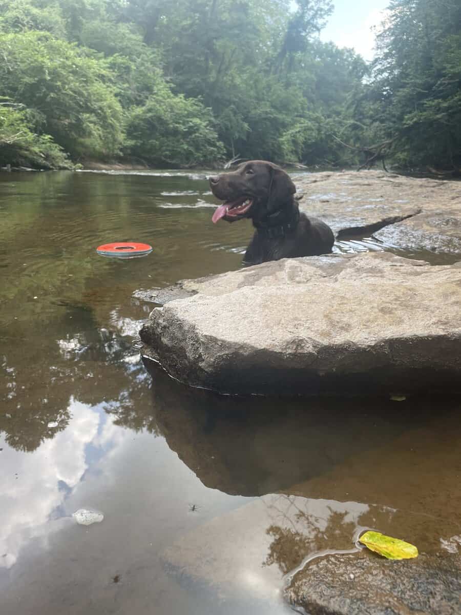 Lab mix Germán shorthaired pointer image 2