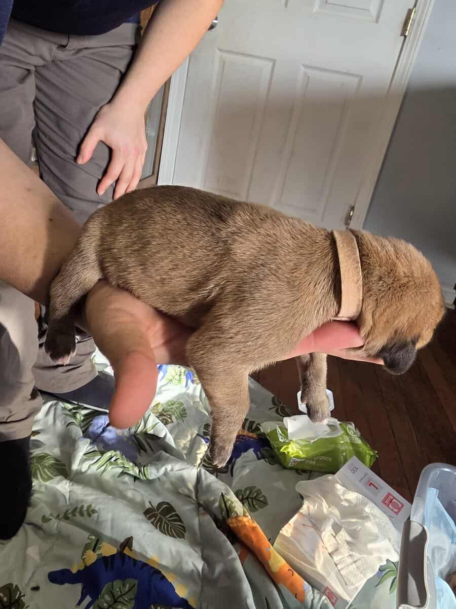 English mastiffs puppies for sale image 11