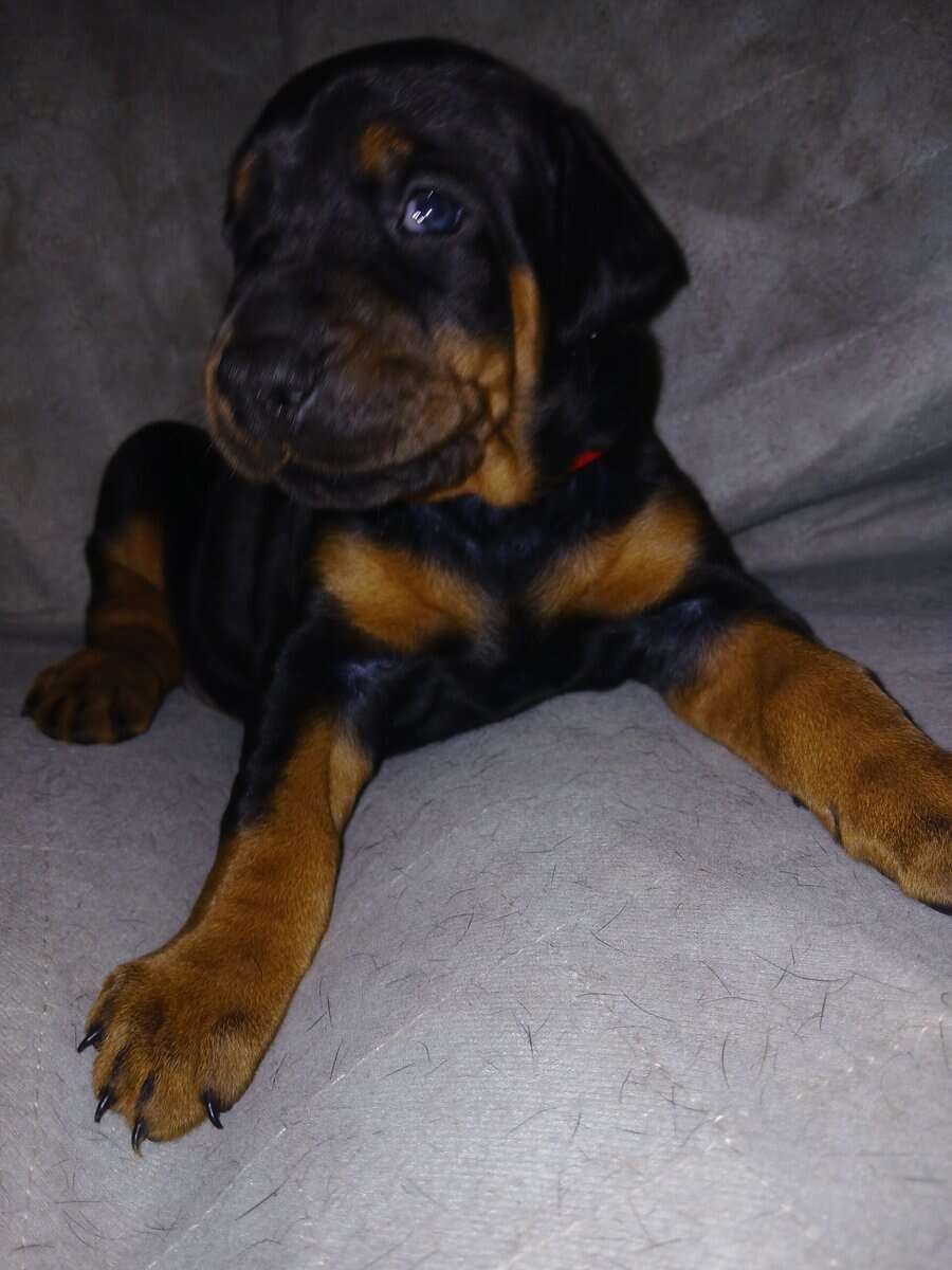AKC Dobermans image 1