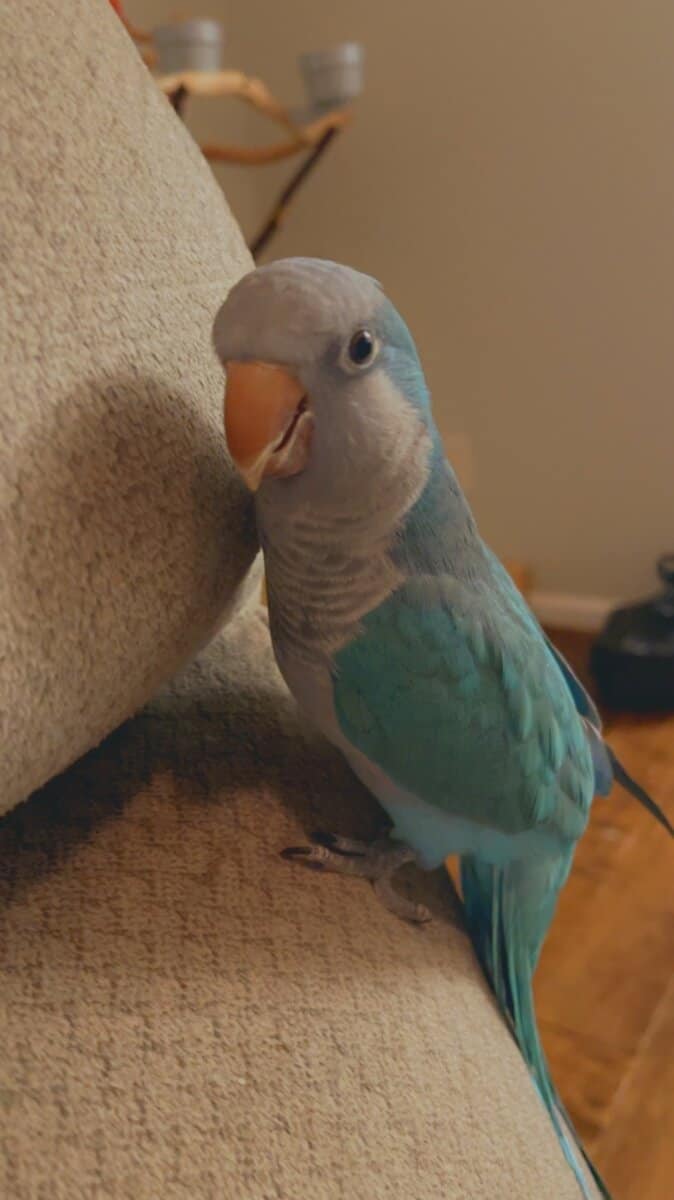 Quaker Parrot image 2