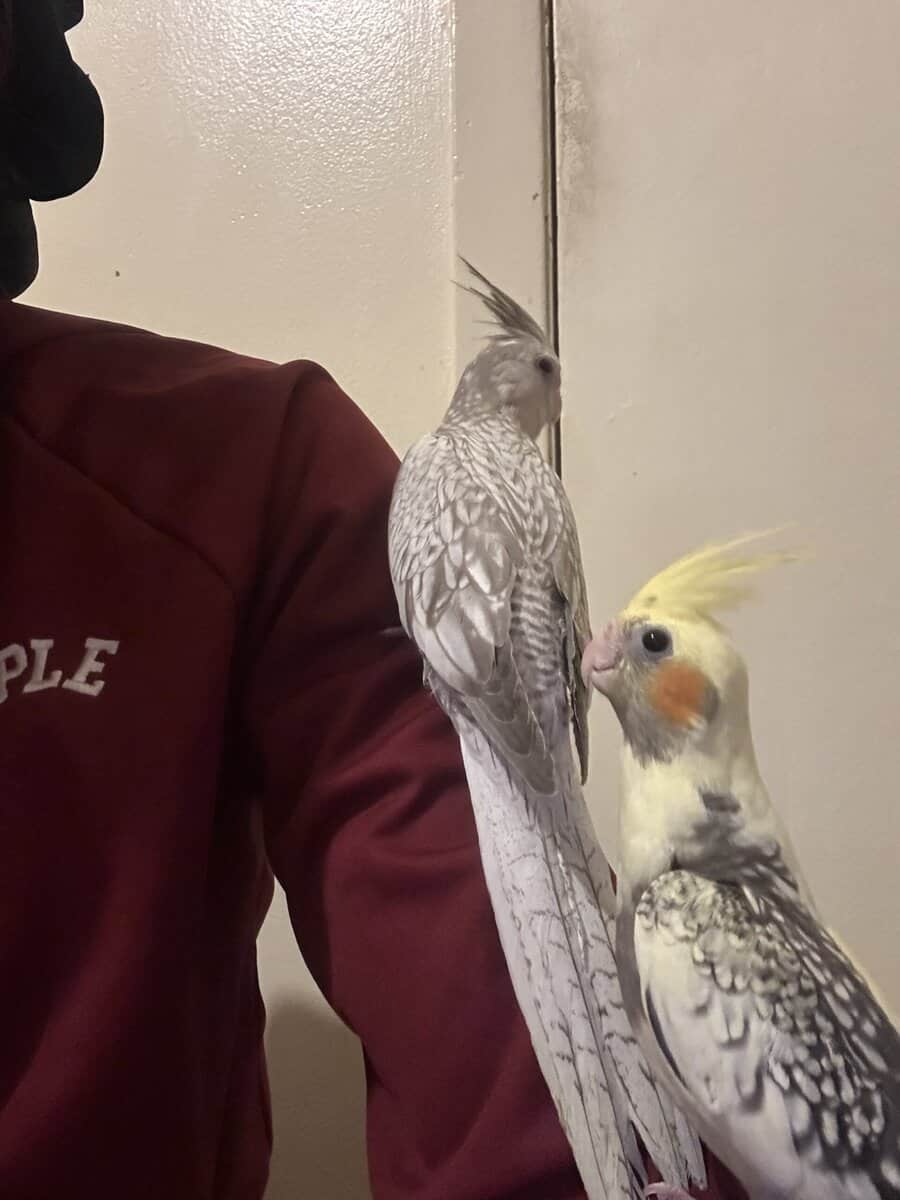 Male cockatiel for sale in Nj image 2